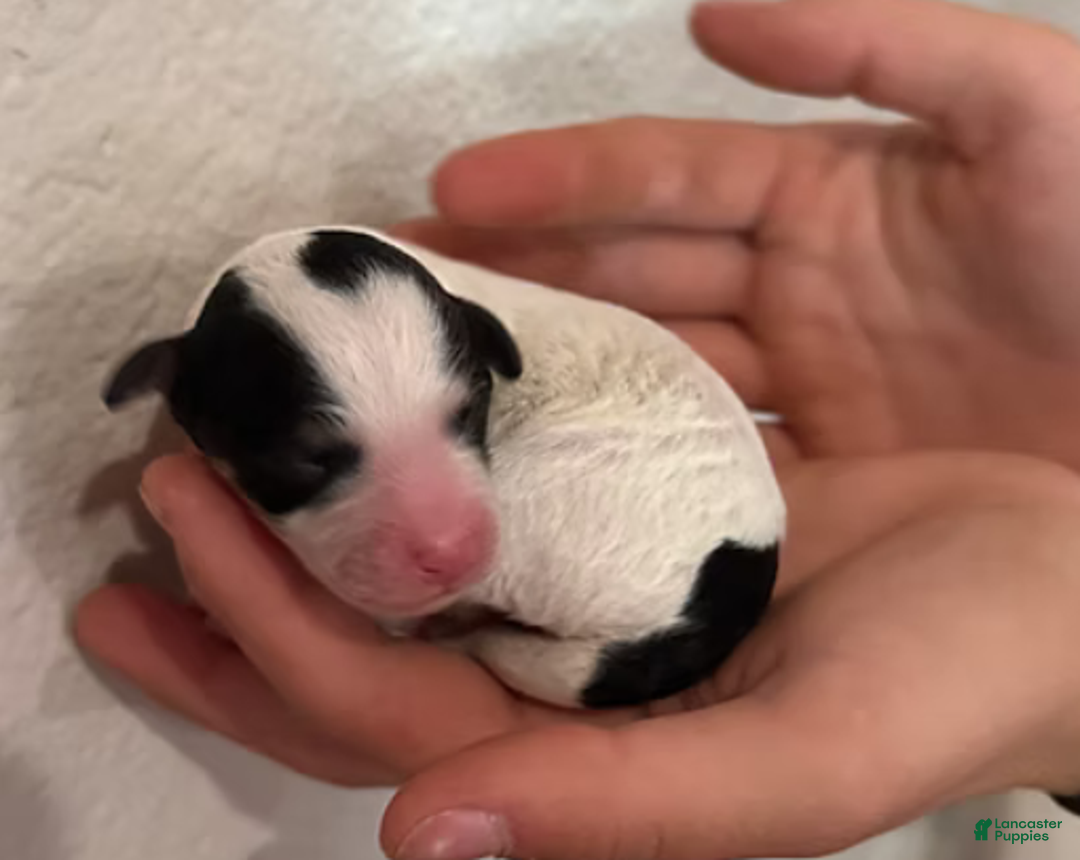 Mini Bernedoodle dogs for sale: Tater - Ad 10