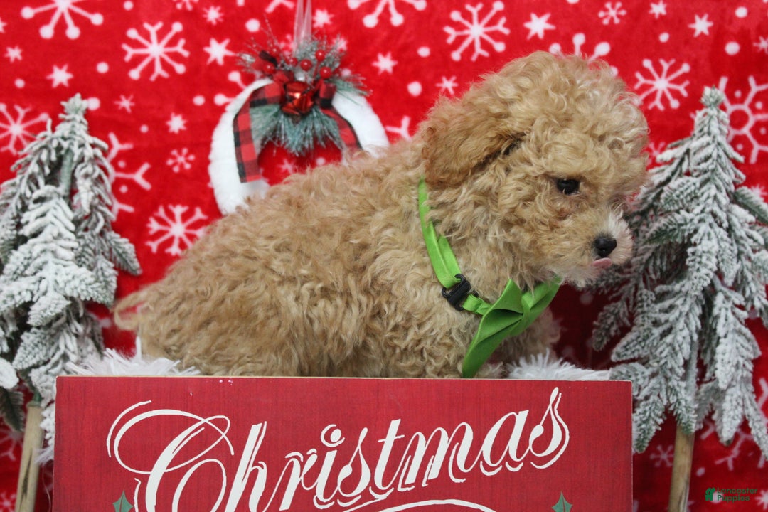 Havapoo dogs for sale: Foxtrot  - Ad 7