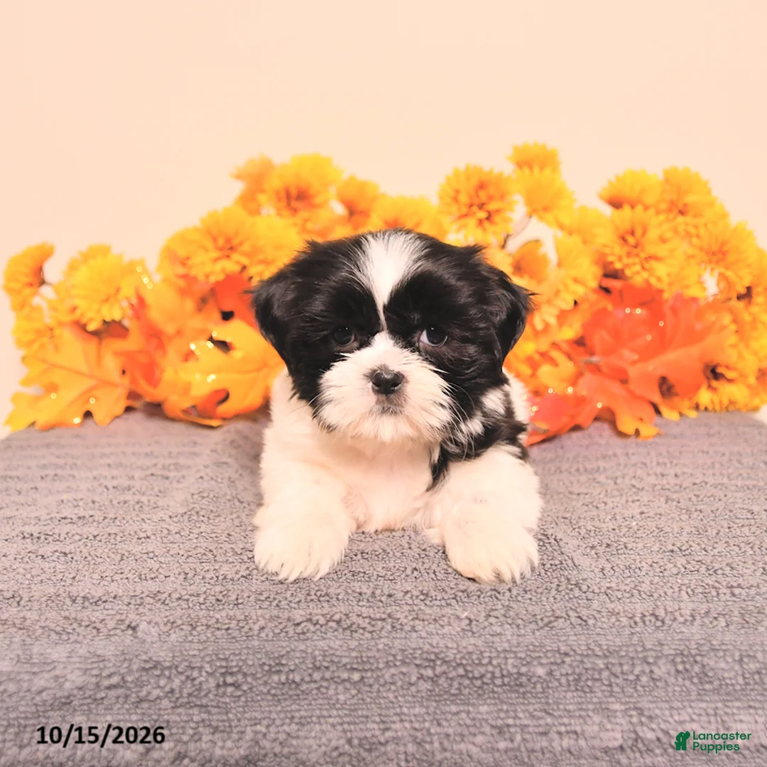 Shih Tzu dogs for sale: Layla - Ad 1