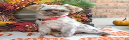 Shih Tzu dogs for sale: Riley - Ad 6