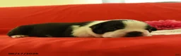 Boston Terrier dogs for sale: Violet - Ad 2