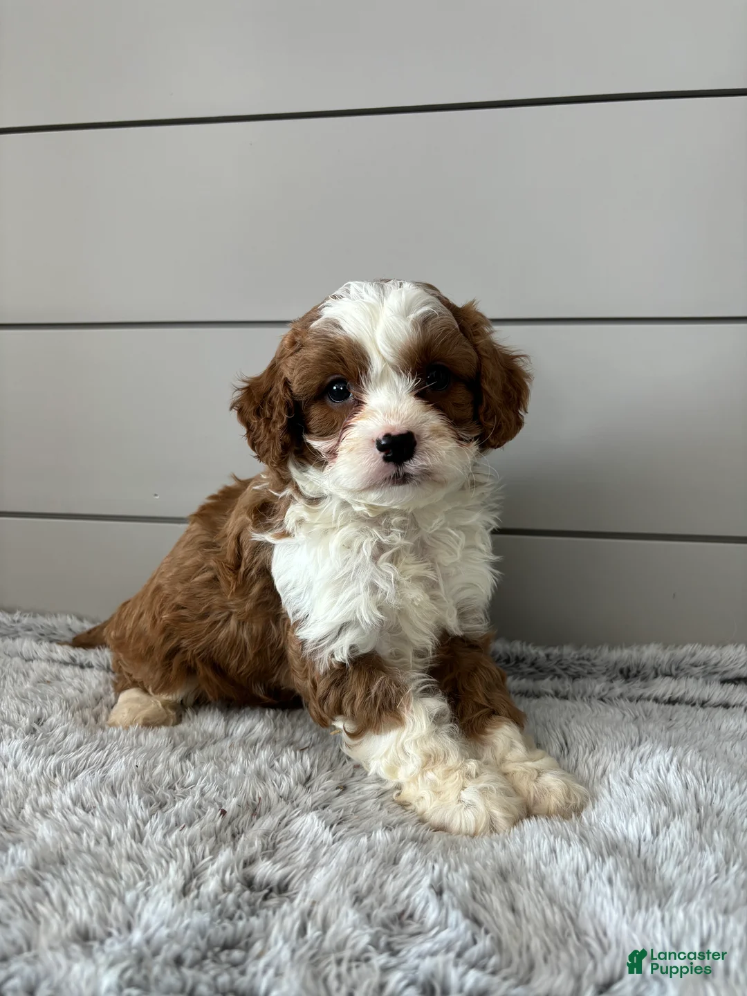 Cavapoo dogs for sale: Maverick  - Ad 3
