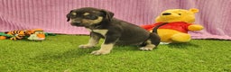 Catahoula Leopard Dog dogs for sale: Tess 2025 Female 6 - Ad 1