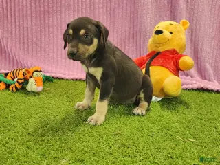 Catahoula Leopard Dog dogs Tess 2025 Female 6 - Ad 10