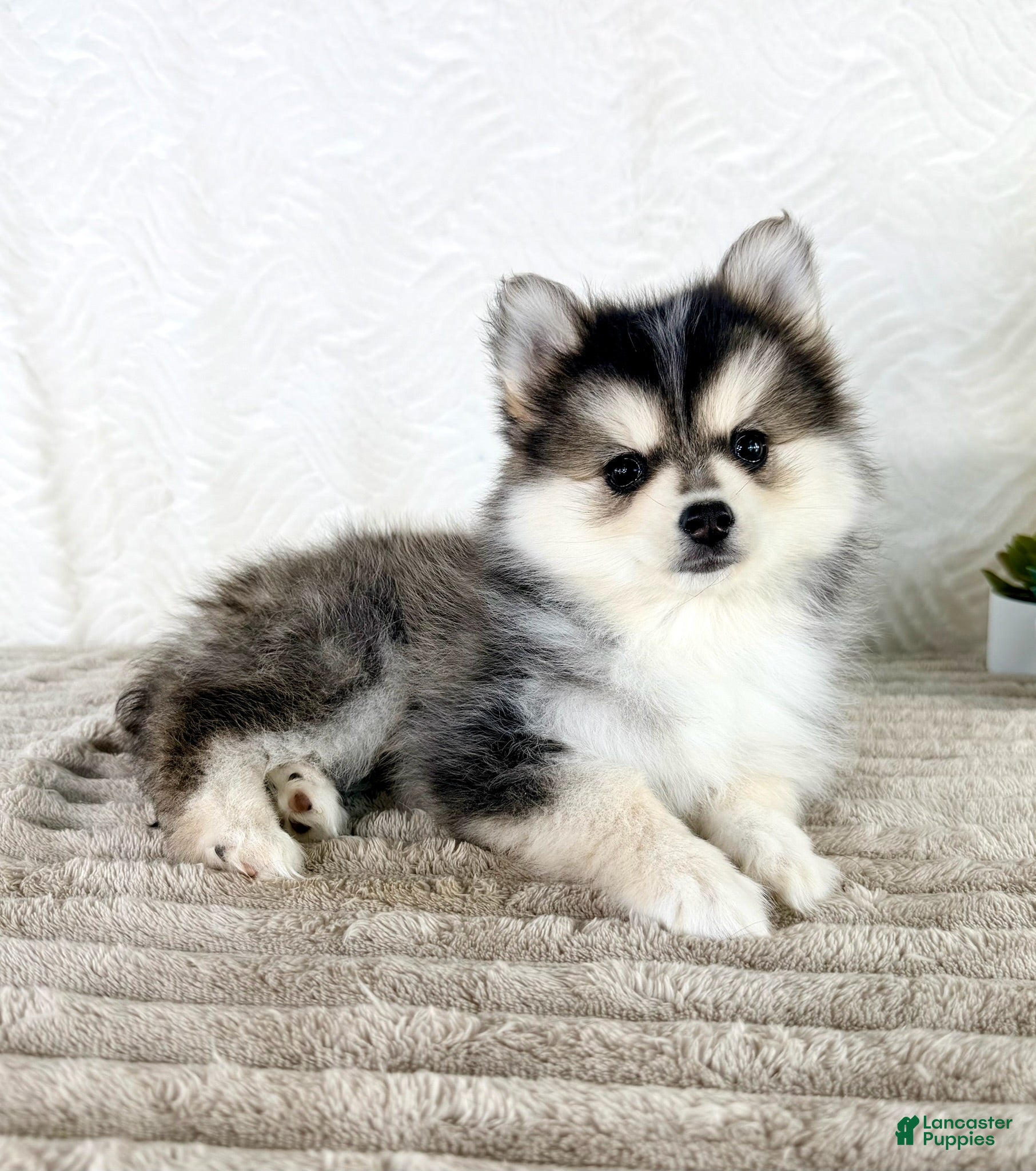 Pomsky dogs Aurora - Ad 41