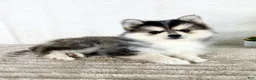 Pomsky dogs for sale: Aurora - Ad 1