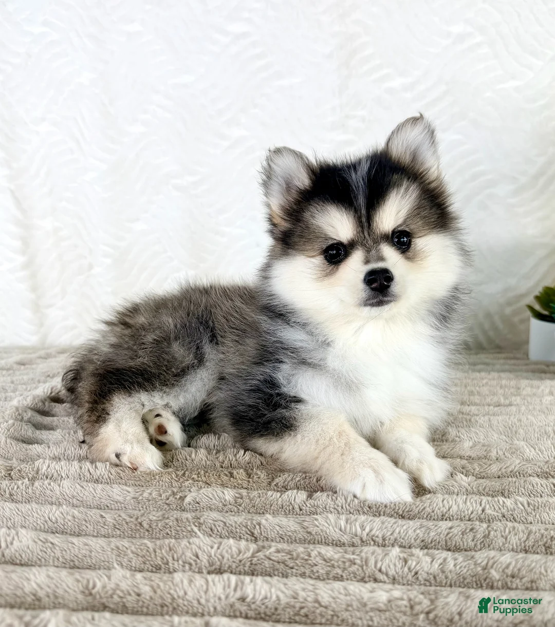 Pomsky dogs for sale: Aurora - Ad 1