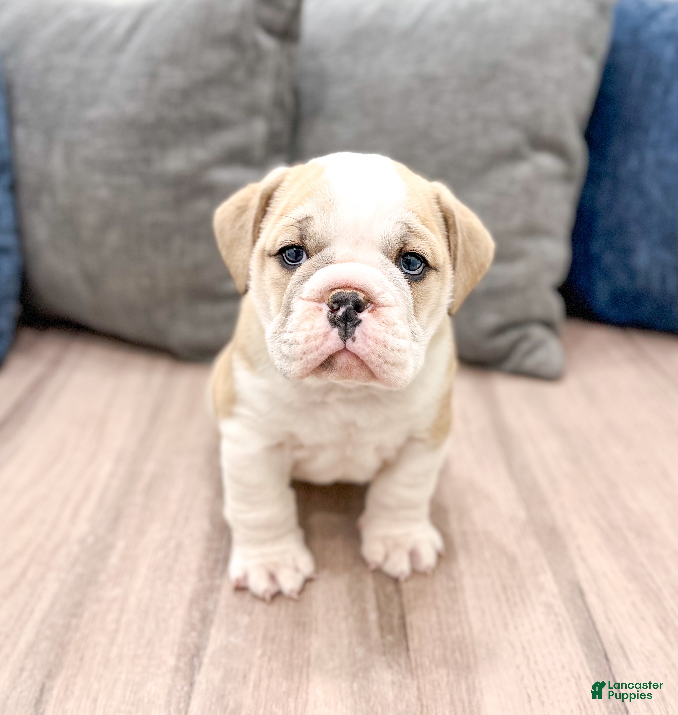 Mixed Breed dogs Casper - Ad 7