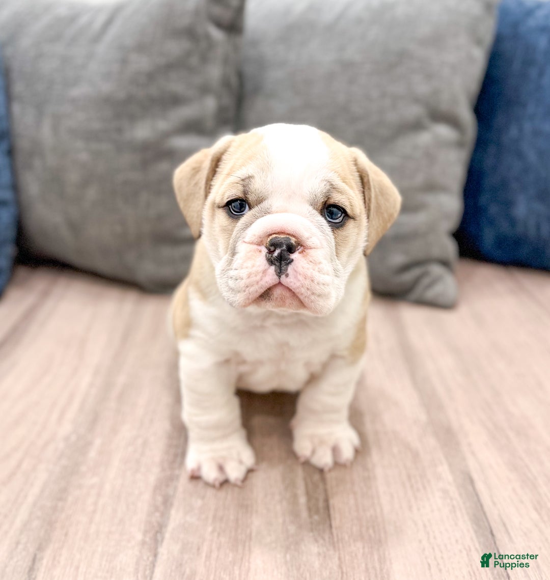 Mixed Breed dogs for sale: Casper - Ad 1