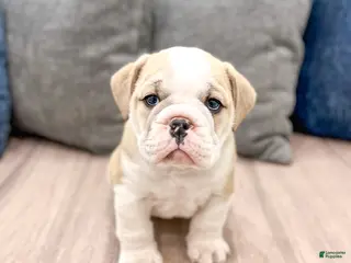 Mixed Breed dogs Casper - Ad 1