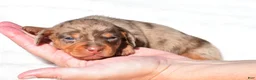 Miniature Dachshund dogs for sale: Holly - Ad 7