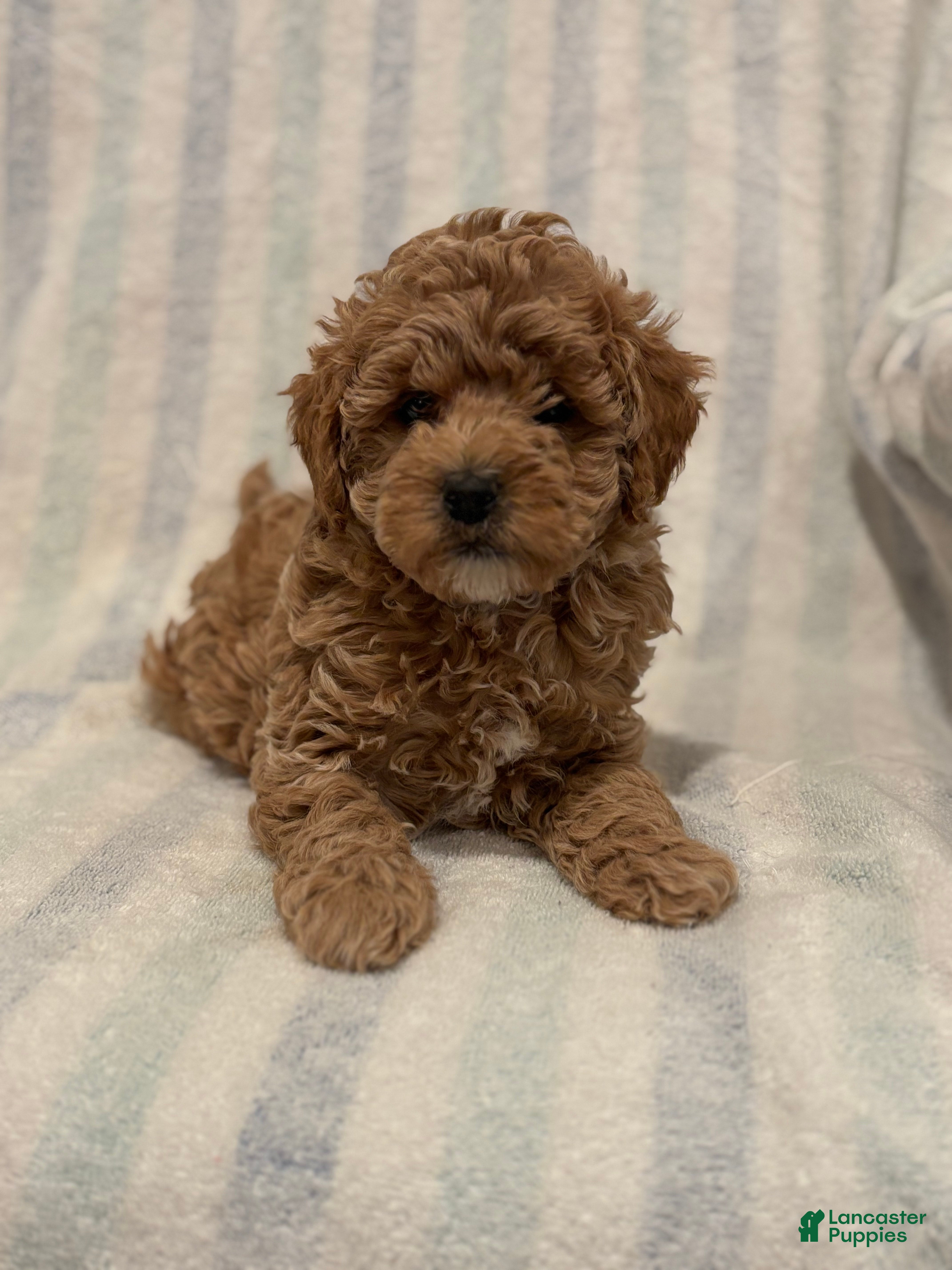 Maltipoo dogs Graham - Ad 42