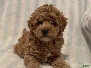 Maltipoo dogs Graham - Ad 42