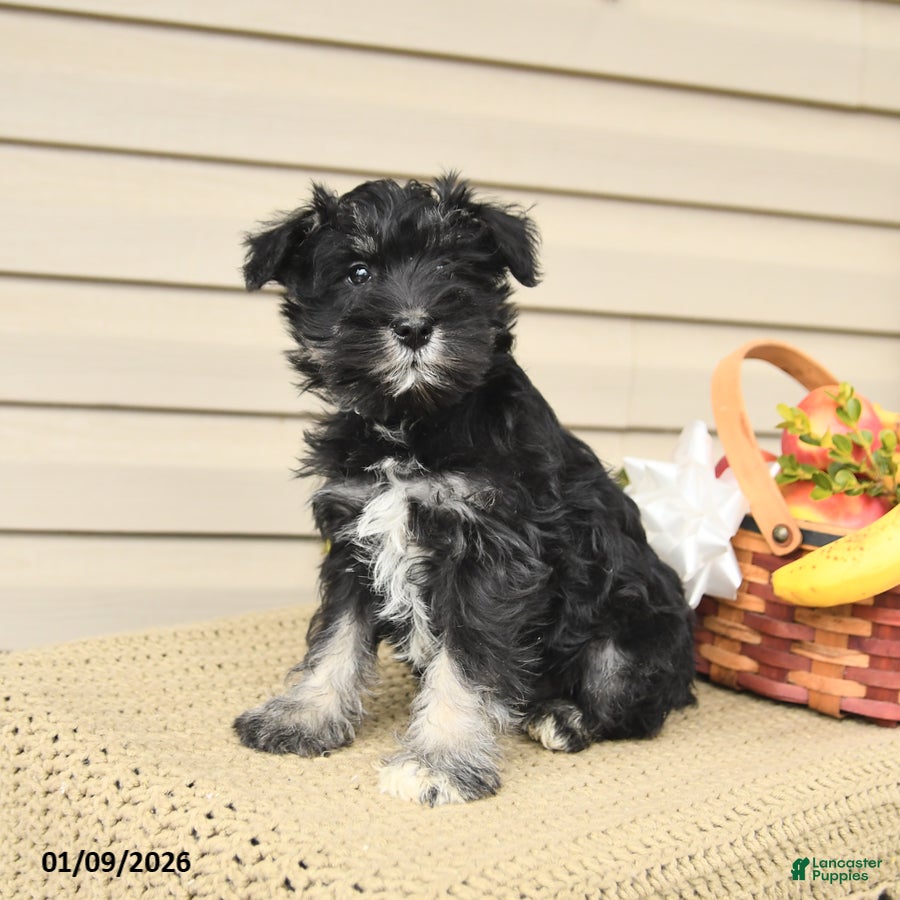 Miniature Schnauzer dogs Baby - Ad 5
