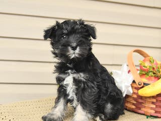 Miniature Schnauzer dogs Baby - Ad 5