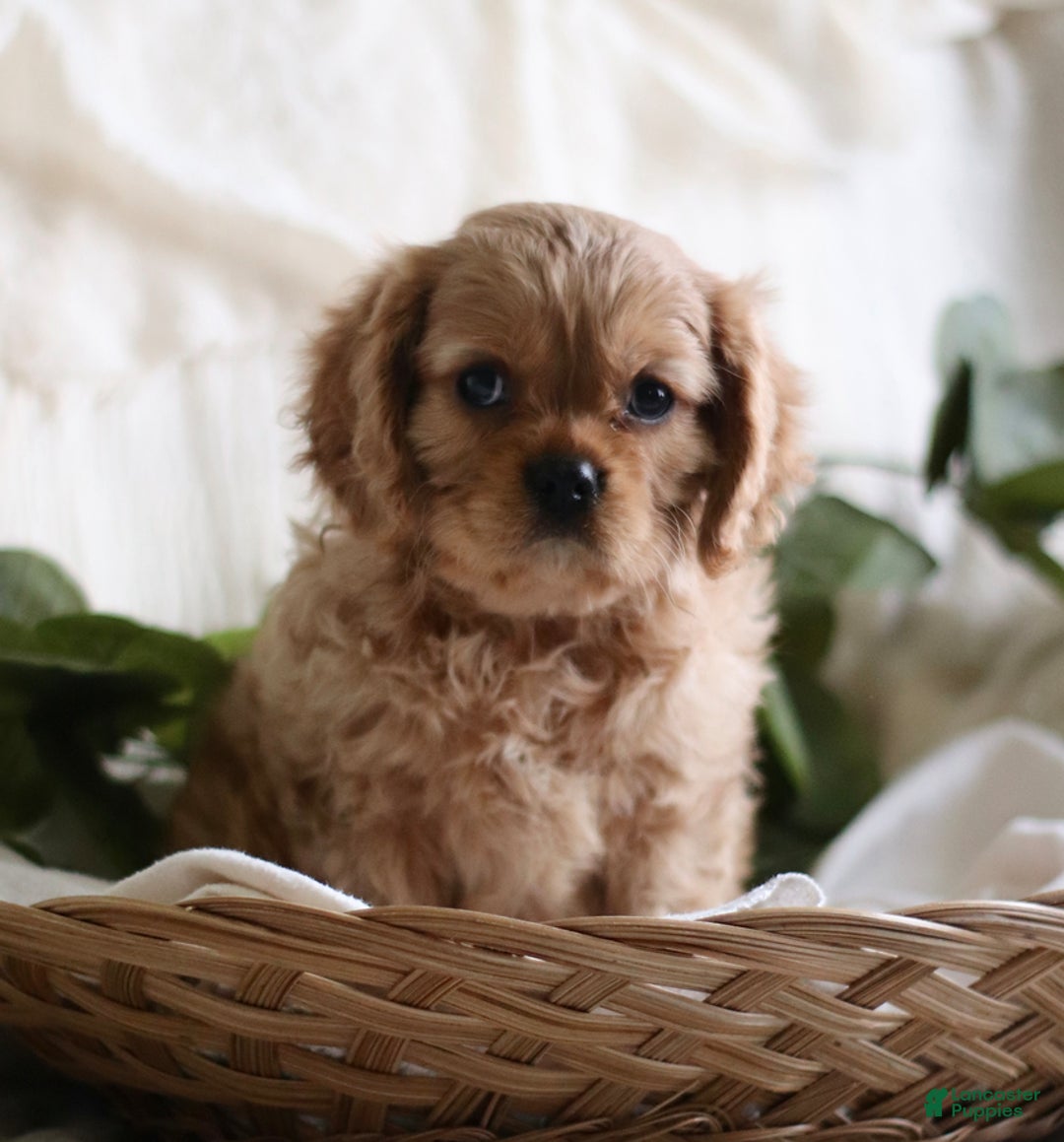 Cavalier King Charles Spaniel dogs for sale: Shannon - Ad 1