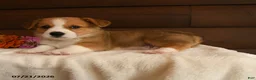Welsh Corgi Pembroke dogs for sale: Skittles - Ad 2