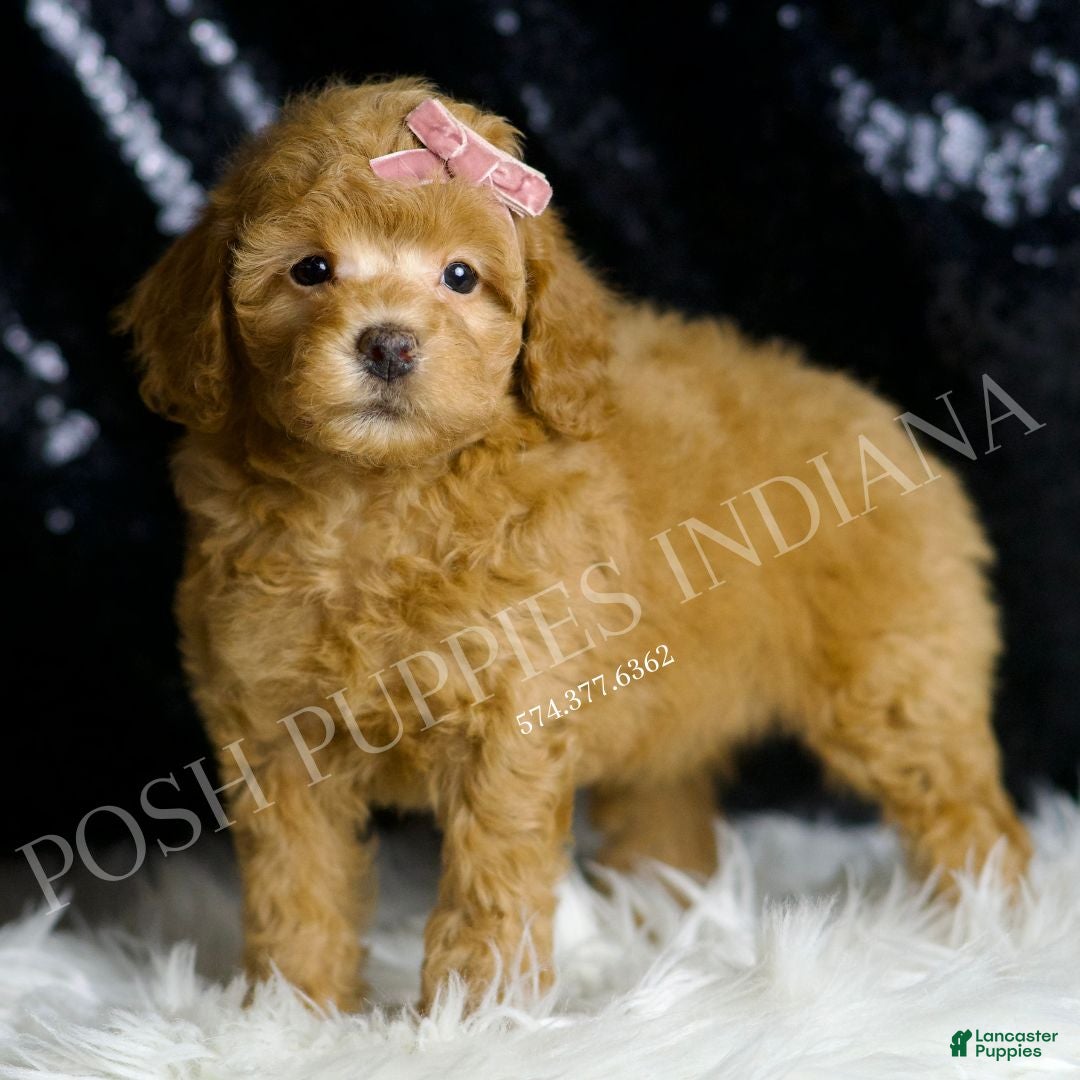 Toy Poodle dogs for sale: Bellini - Ad 4