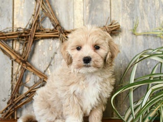 Maltipoo dogs Faith - Ad 32