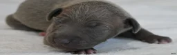 Italian Greyhound dogs for sale: Hailie - Ad 1