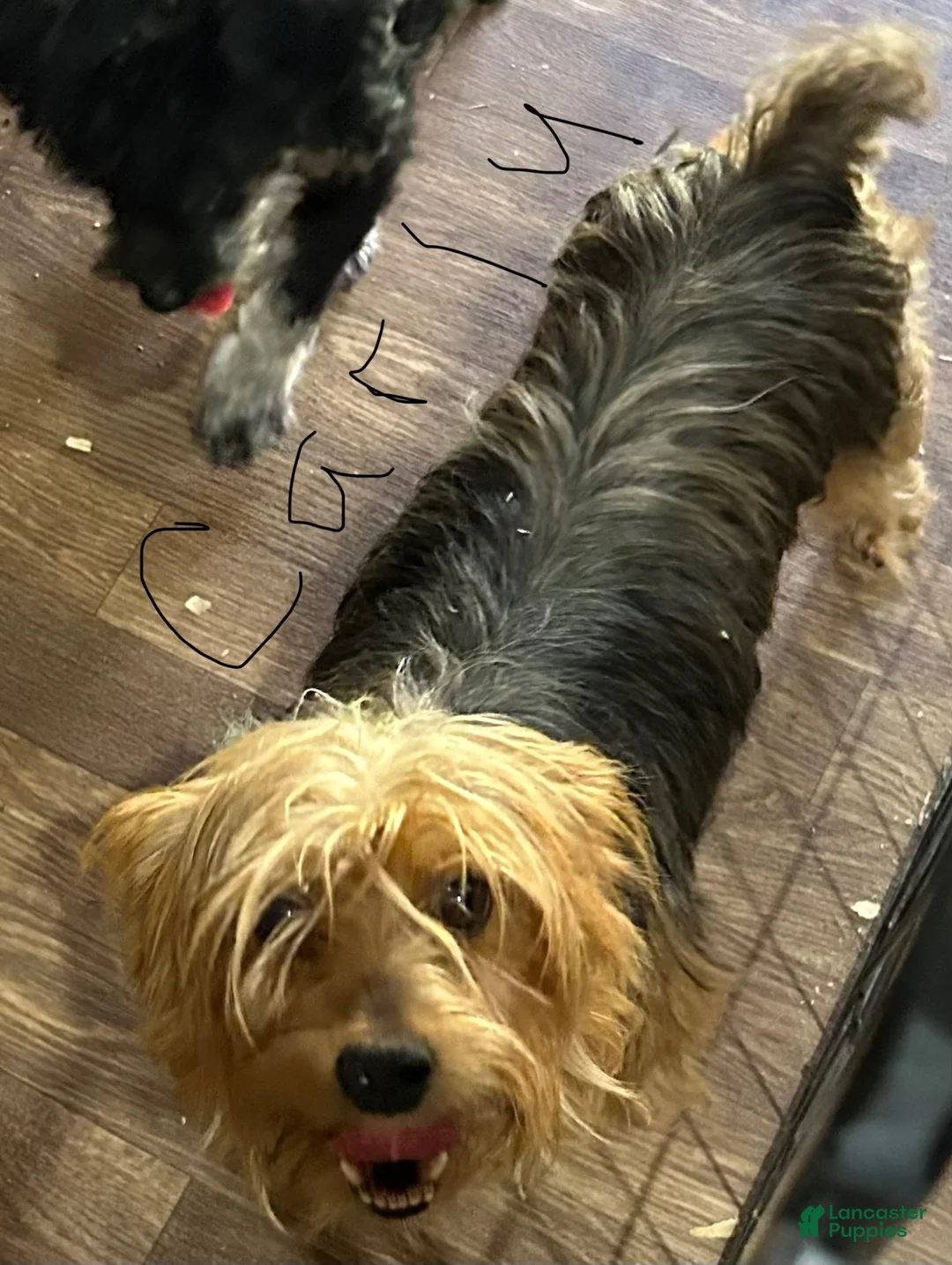 Yorkiepoo dogs for sale: Yorkiepoo 1 - Ad 2