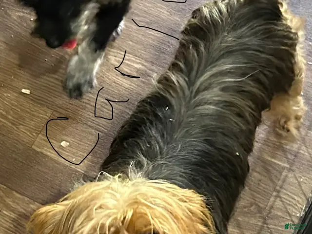Yorkiepoo dogs Yorkiepoo 1 - Ad 2