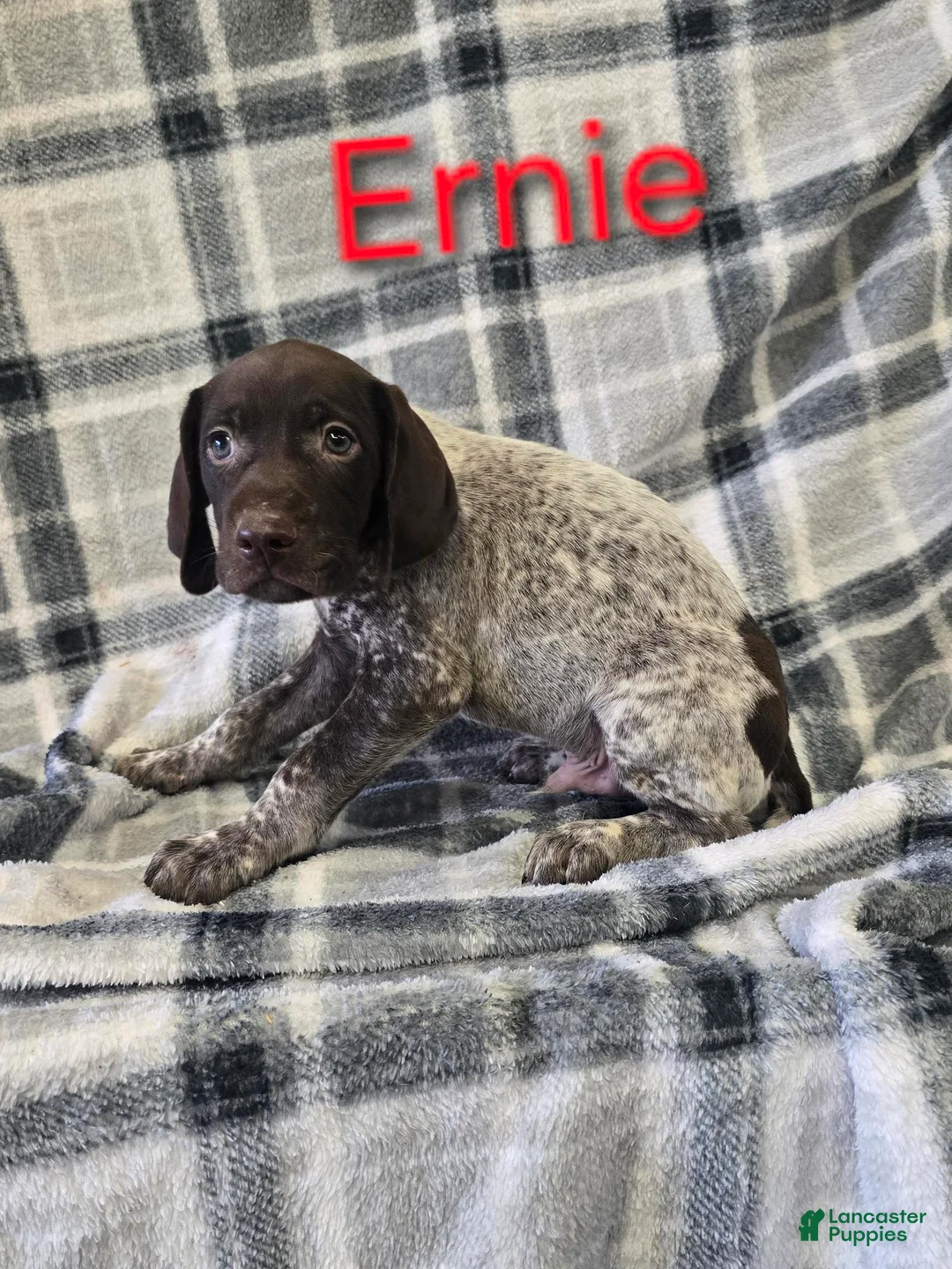 Mixed Breed dogs for sale: ERNIE - Ad 1