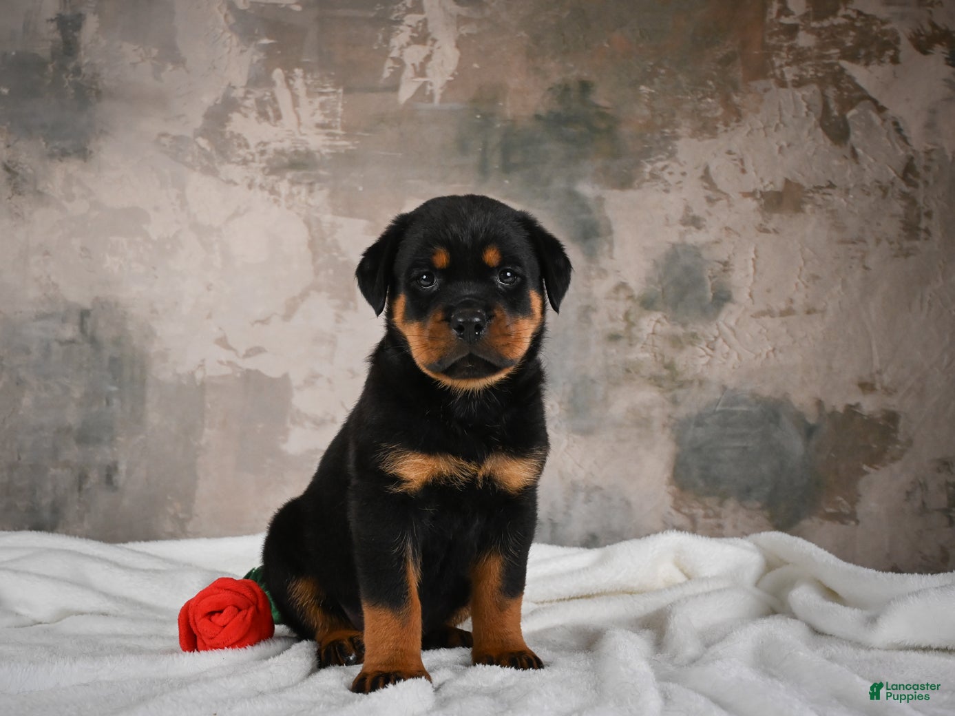 Rottweiler dogs Cinnanmon 🐾  - Ad 2