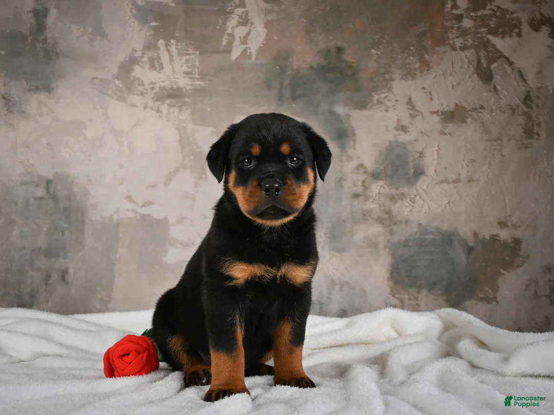 Rottweiler dogs for sale: Cinnanmon 🐾  - Ad 2