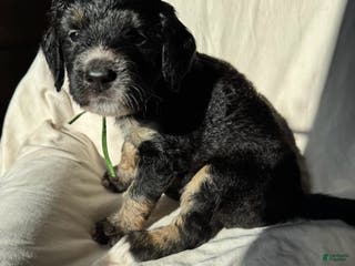 Bernedoodle dogs Bernedoodle Puppy 2 - Ad 32