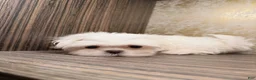 Maltese dogs for sale: Delia - Ad 6