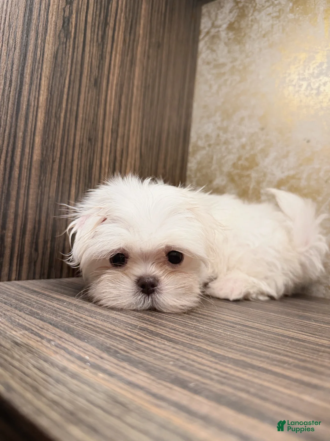 Maltese dogs for sale: Delia - Ad 6