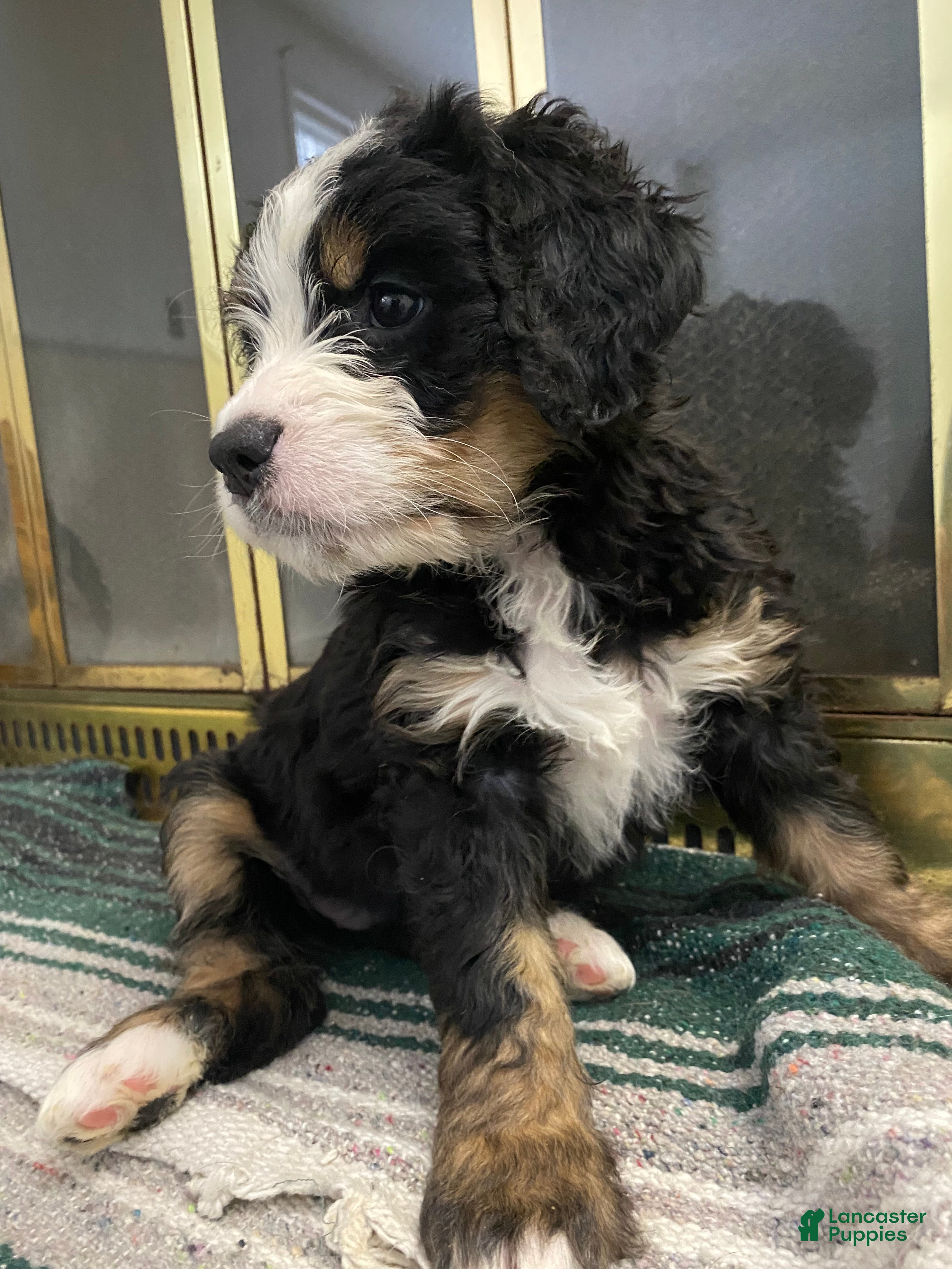 Bernedoodle dogs Bernedoodle Puppy Skye - Ad 27