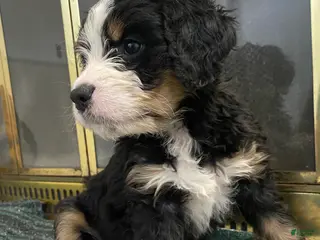Bernedoodle dogs Bernedoodle Puppy Skye - Ad 27