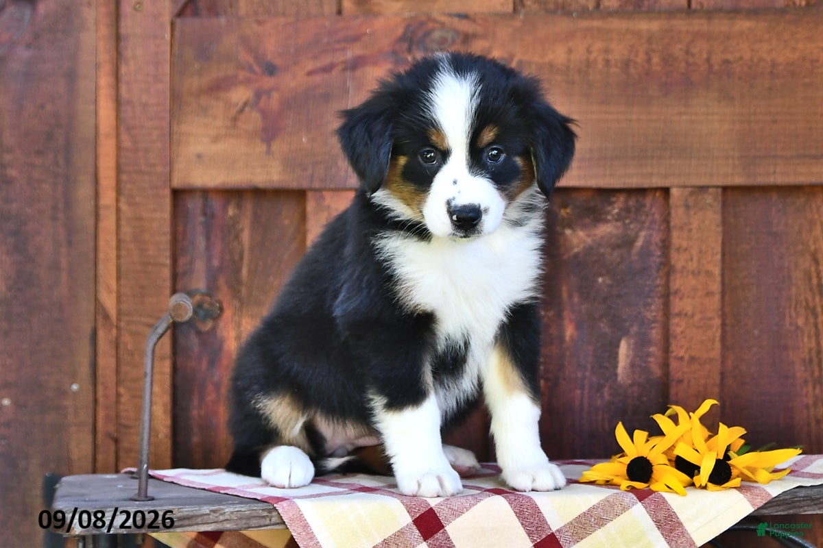 Mixed Breed dogs Roxie - Ad 1