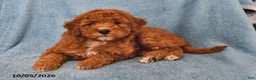 Mini Goldendoodle dogs for sale: Starburst - Ad 2