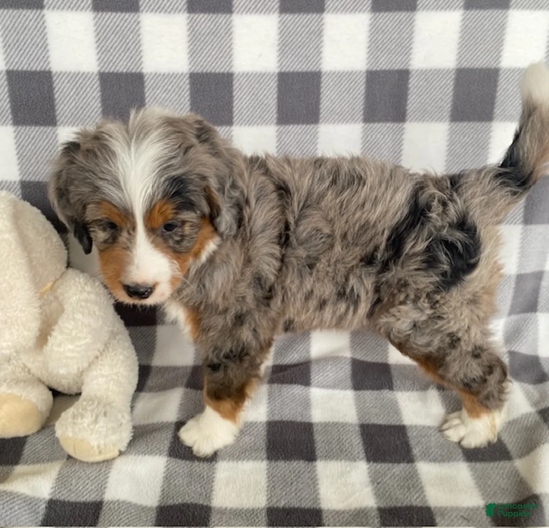 Mini Bernedoodle dogs for sale: Ollie- mini/medium - Ad 3