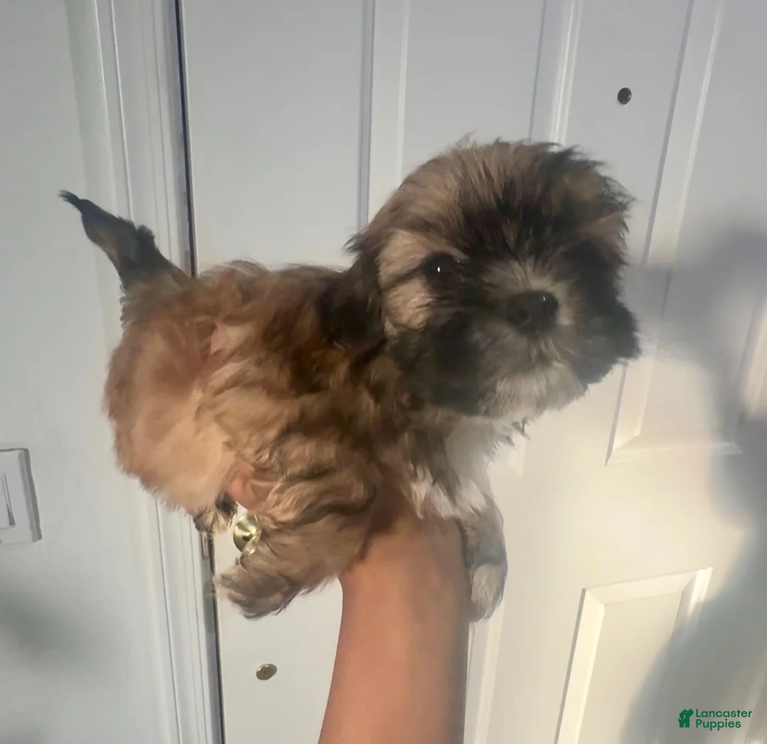 Shih Tzu dogs for sale: Bear - Ad 2