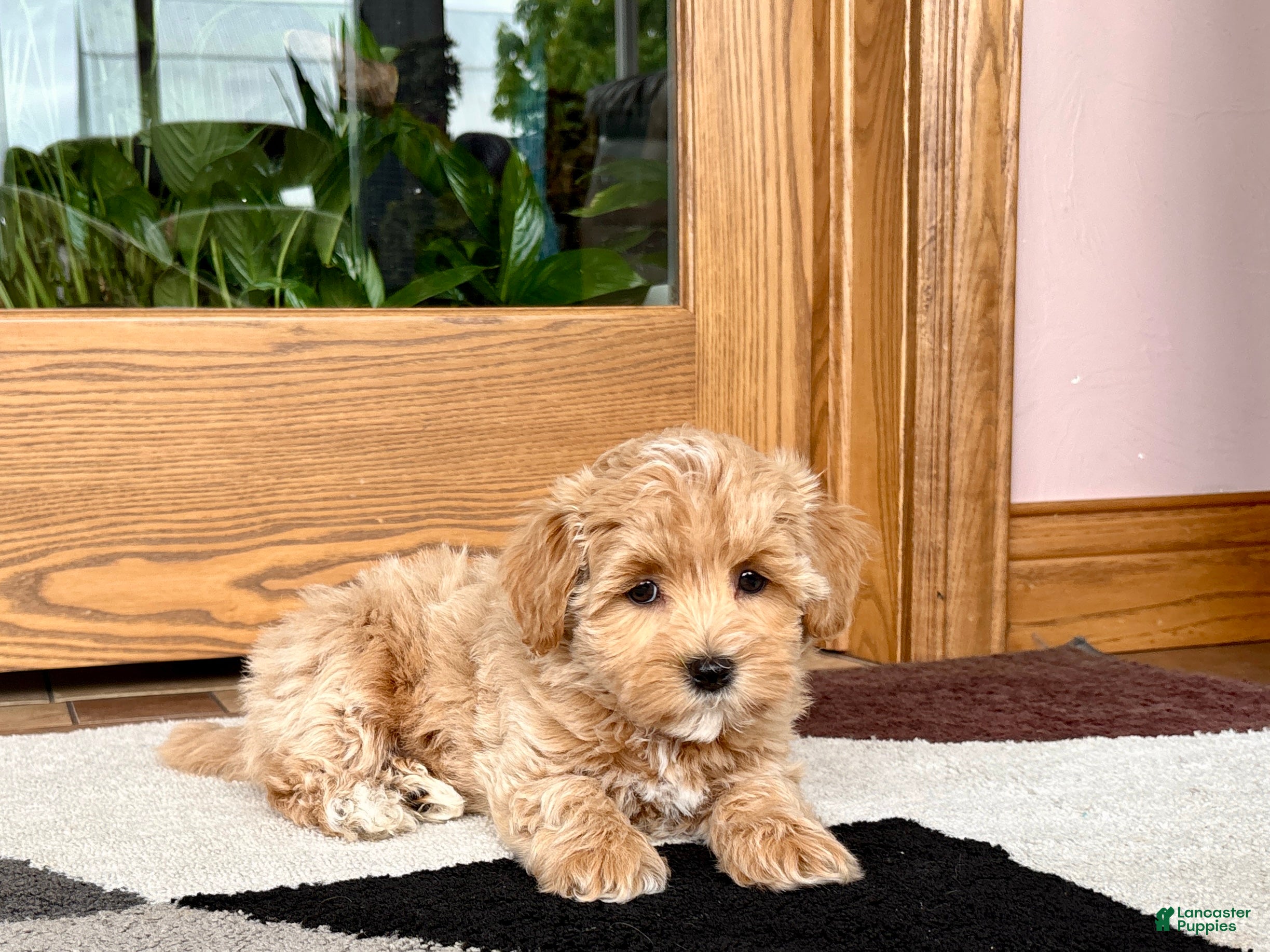 Havapoo dogs Havapoo Puppy 1 - Ad 2