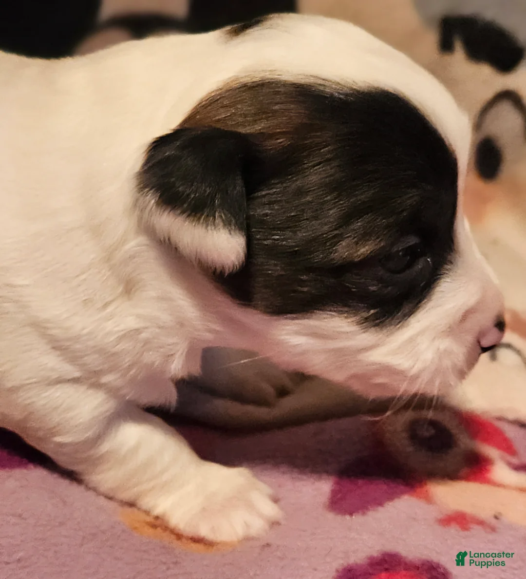 Chihuahua dogs for sale: Gee - Ad 1