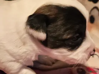 Chihuahua dogs Gee - Ad 29