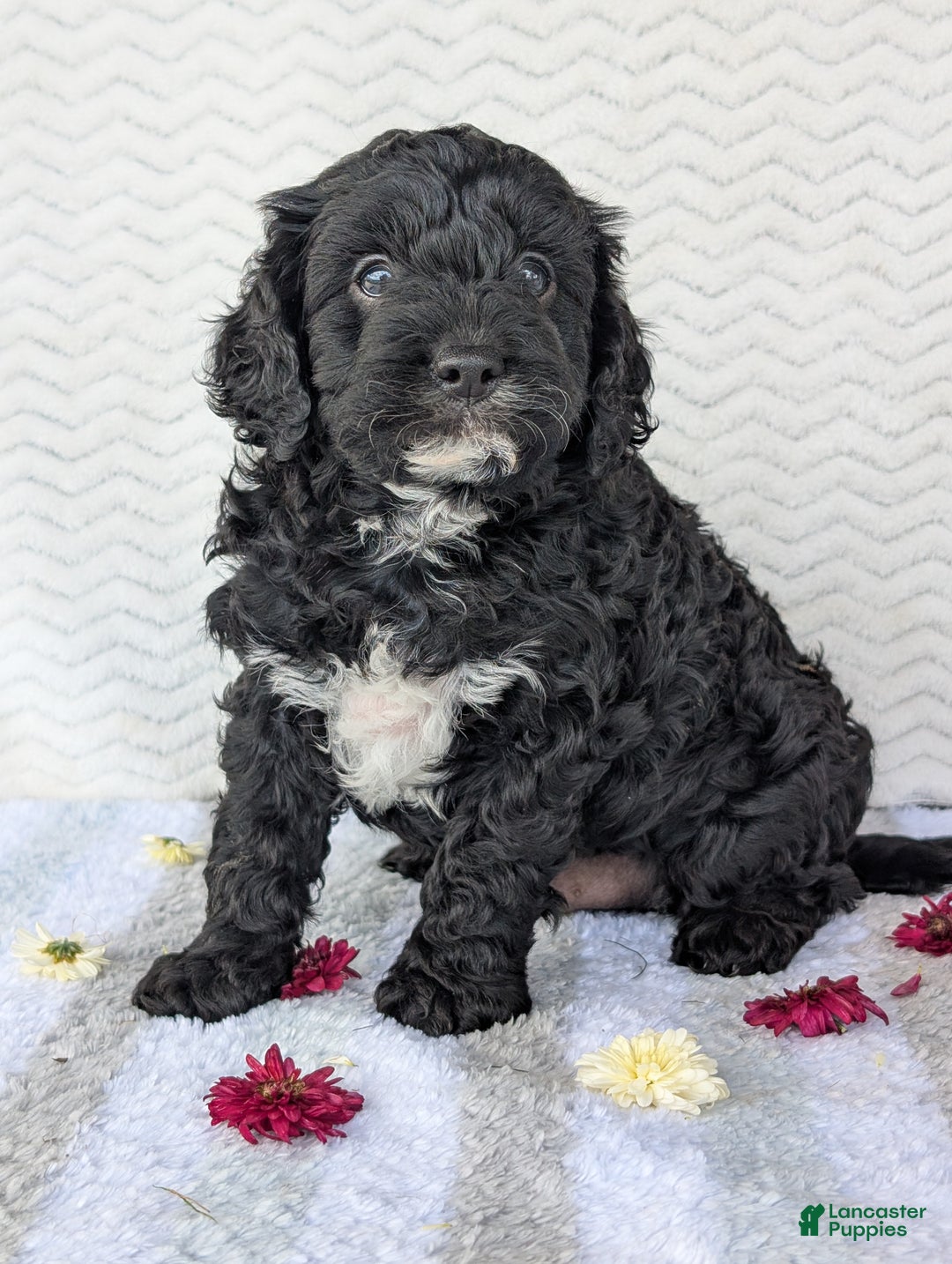 Cavapoo dogs for sale: Bodie - Ad 17