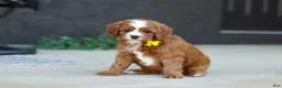 Cavapoo dogs for sale: Mickey - Ad 7