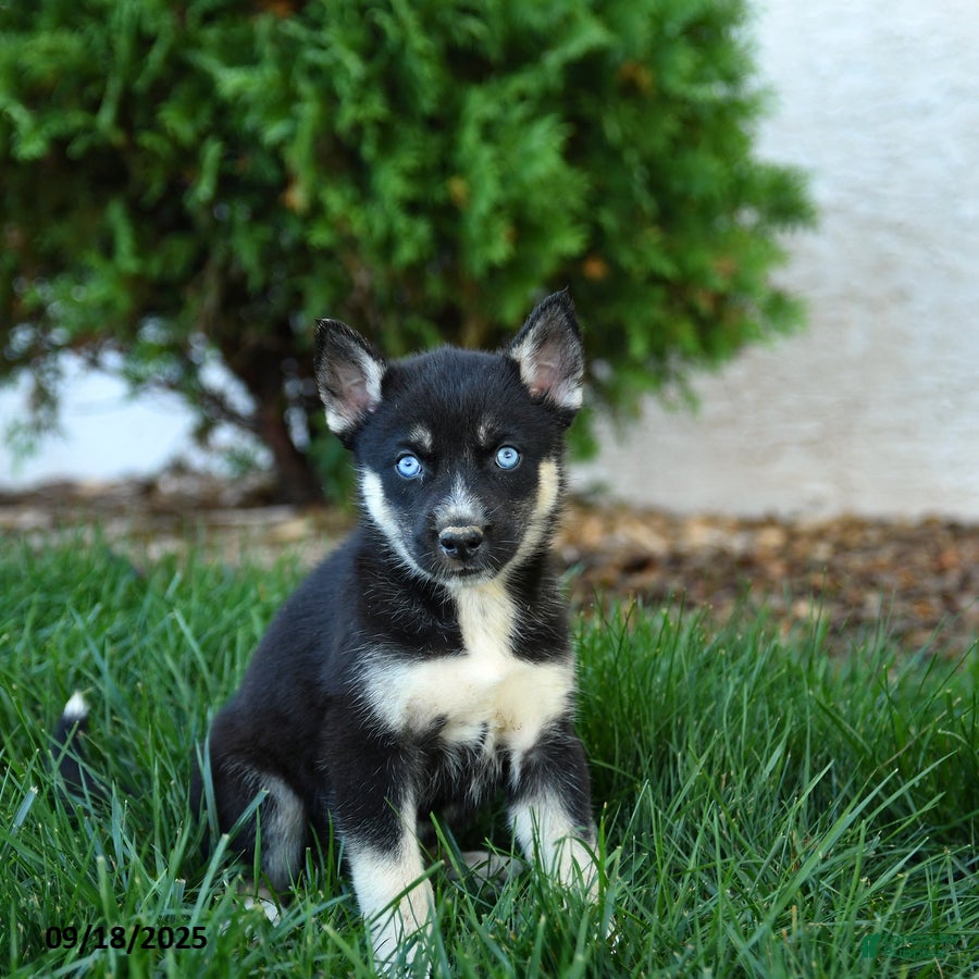 Gerberian Shepsky Husky Mixed With A German Shepherd Puppy Shepsky