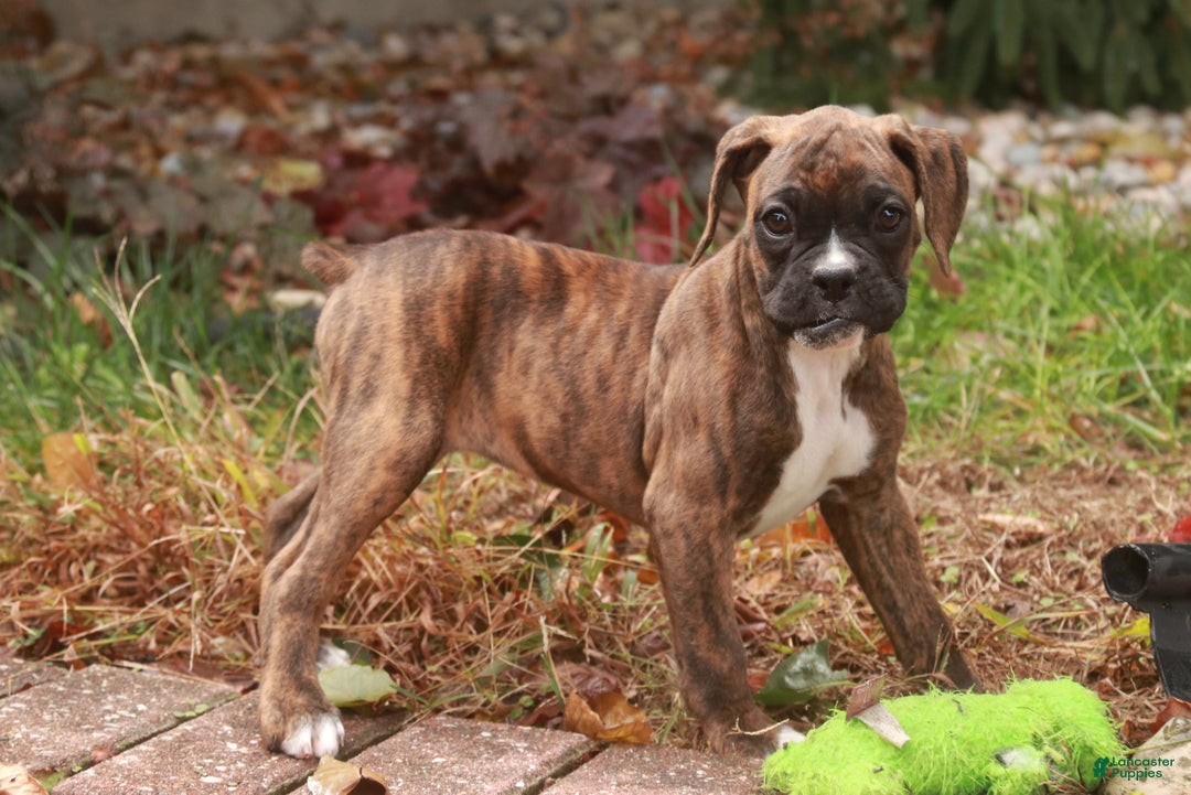 Boxer dogs for sale: Elsie - Ad 4