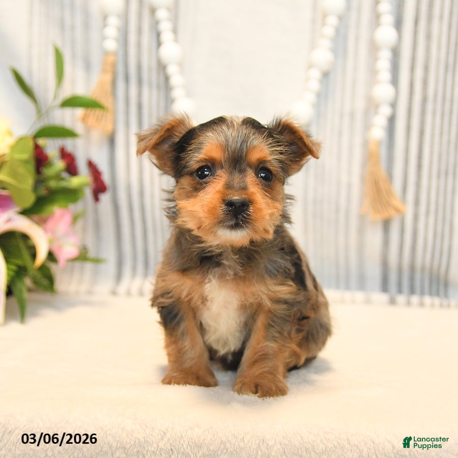 Yorkshire Terrier dogs Ozzy - Ad 1
