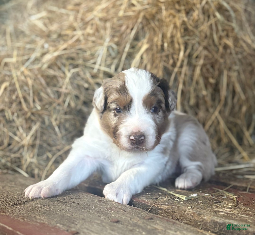 Australian Shepherd dogs for sale: Roxy - Ad 1