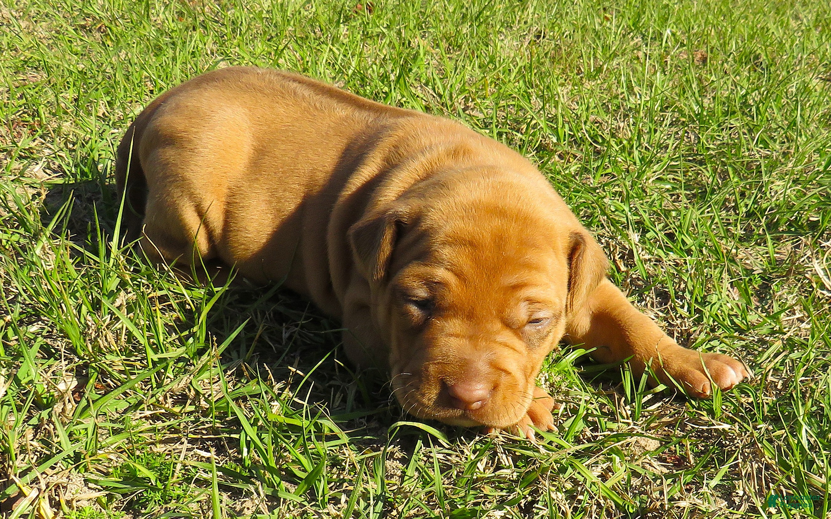 Rhodesian Ridgeback dogs Rhodesian Ridgeback Puppy 2 - Ad 1
