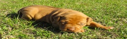 Rhodesian Ridgeback dogs for sale: Rhodesian Ridgeback Puppy 2 - Ad 1
