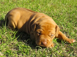 Rhodesian Ridgeback dogs Rhodesian Ridgeback Puppy 2 - Ad 17